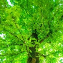 Blair and Company Tree Care - Tree Service