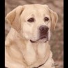 Cherry Oaks Labradors gallery