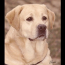 Cherry Oaks Labradors - Pet Breeders