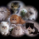 Sunshinezzz Himalayans & Persians - Pet Breeders