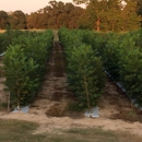 Sandy Ridge Pecans - Nursery-Wholesale & Growers