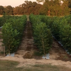 Sandy Ridge Pecans