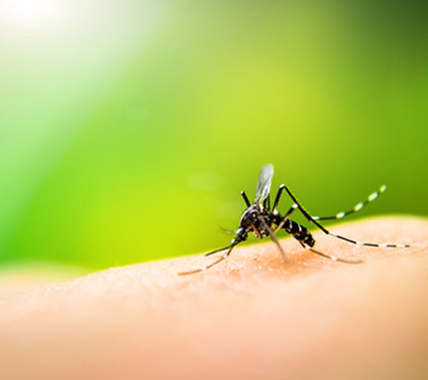 Barefoot Mosquito & Pest Control - Houston, TX