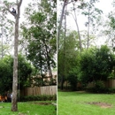 Tree Removal Specialist - Tree Service