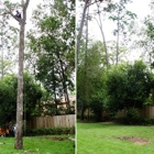 Tree Removal Specialist