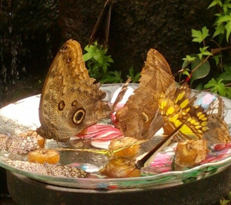 Mackinac Island Butterfly House - Mackinac Island, MI