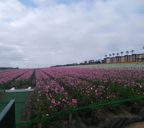 The Flower Fields at Carlsbad Ranch - Carlsbad, CA