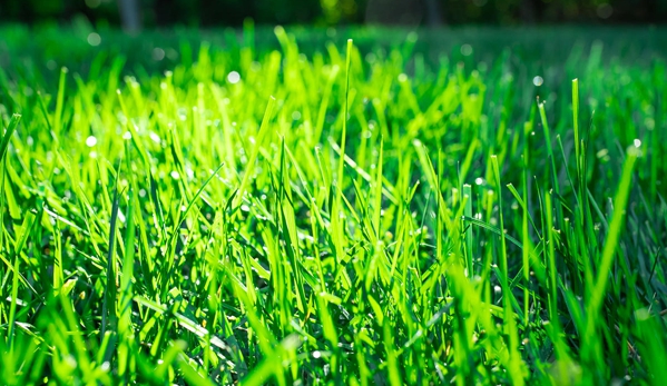 TruGreen Lawn Care - Grand Prairie, TX