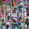 Country Groomer & Kennels gallery