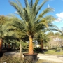 Palm Gardens Nursery