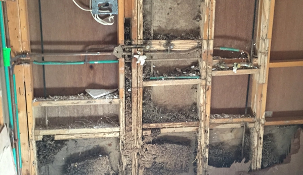 Natural Pest Control Queenslan - Bracken Ridge, QLD. Termite Destruction