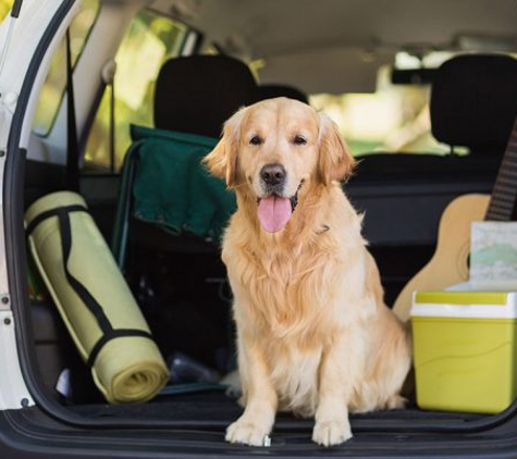 Sit Means Sit Dog Training East Texas - Royse City, TX. Board and Train Program