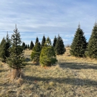 Pinestead Tree Farms