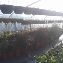 Rockwell Farms Nursery - Plants