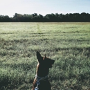 Chambers K9 Training - Dog Training