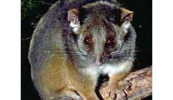 Mr Exterminator - Noarlunga Downs, SA