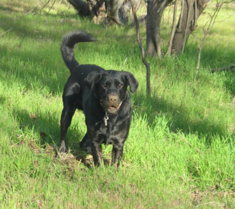 Black Dog Walking and Animal Care - Antioch, CA