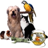 Rover and Beyond Pet SItting gallery