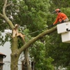 Indiana Tree Service gallery