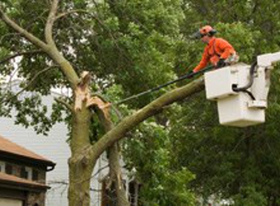 Indiana Tree Service - Indianapolis, IN