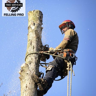 Louisville Felling Pro - Louisville, KY