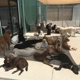 Tailwaggers Doggy Daycare