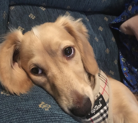 Longdox Mini Dachshunds - Salem, OR. Murphy Zetterwall