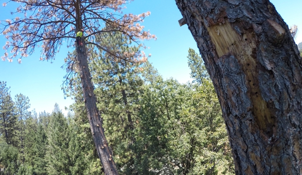 A & E Arborists Tree Care - Yuba City, CA