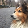 Swifto-Private Dog walking gallery