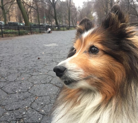 Swifto Dog Walking Gramercy Park - New York, NY