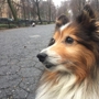 Swifto- Private Dog Walks for lovable dogs