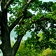 Oak Tree Service