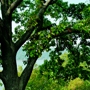 Oak Tree Service