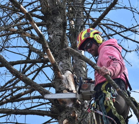 BeaverJack Tree Service, LLC - Natrona Heights, PA