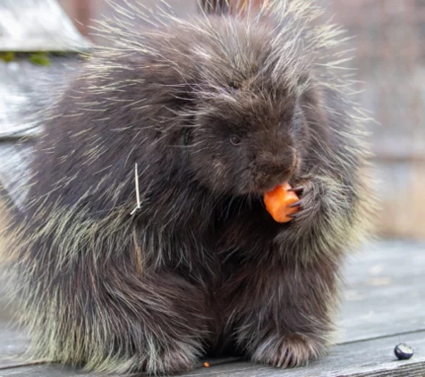 Alaska Wildlife Conservation Center - Girdwood, AK