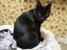 West Coast Veterinary Clinic - Veterinary Surgeons