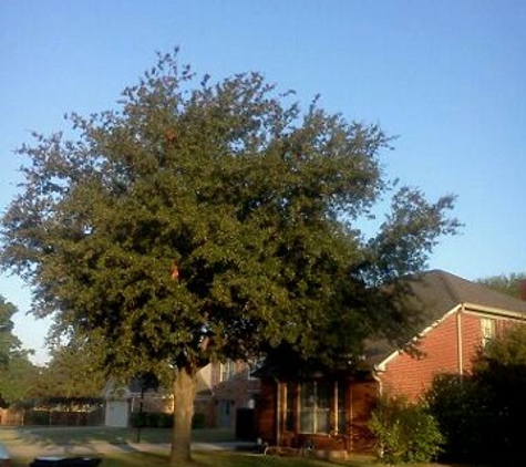Express Tree Trimming - Dallas, TX
