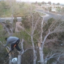 Chavez Tree Service - Tree Service