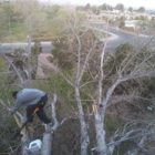 Chavez Tree Service