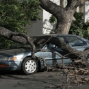 All Star Tree Specialists - Tree Service