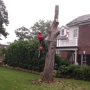 Custom Tree Surgeons - Stump Removal & Grinding