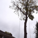 King Tree Services and Landscaping LLC - Arborists