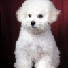 Bichons of Parmele gallery