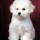 Bichons of Parmele