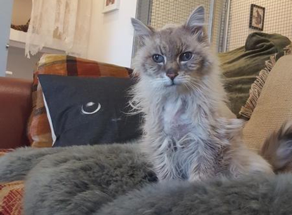 Ferndale Feline Resort - Wolumla, NSW. My old 18 year old boy living the life at Ferndale