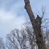 Precision Tree Care & Landscaping gallery