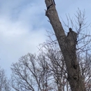 Precision Tree Care & Landscaping - Tree Service