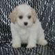 Cavachons from The Monarchy