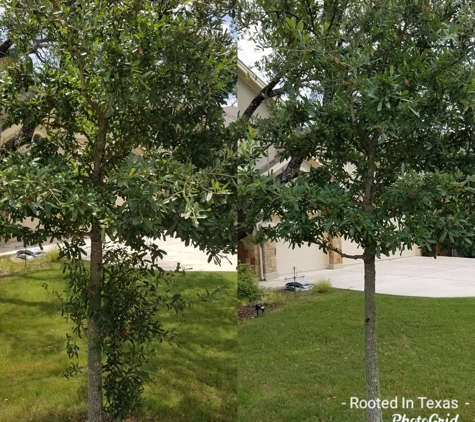 Rooted In Texas Tree Care