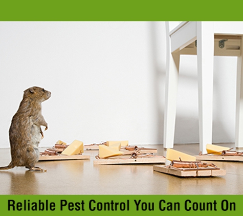 Affordable Pest Control - Nowra, NSW. Reliable Pest Control You Can Count On